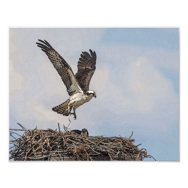 Osprey in a nest photo print (Front)