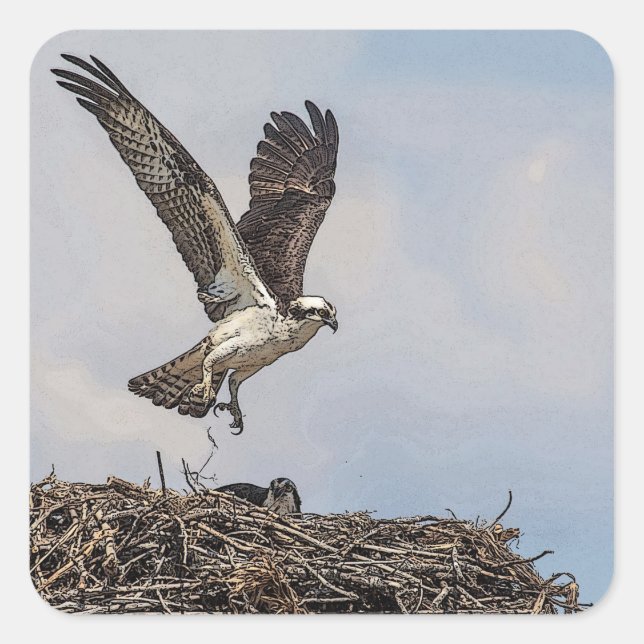 Osprey in a nest square sticker (Front)