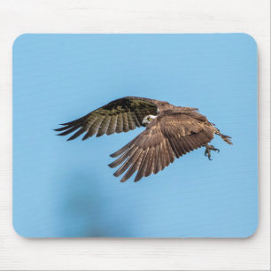 Osprey in flight at Honeymoon Island State Park Mouse Mat