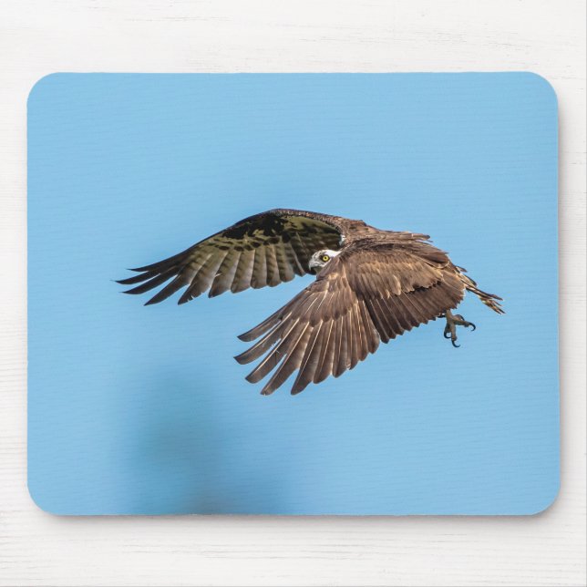 Osprey in flight at Honeymoon Island State Park Mouse Mat (Front)