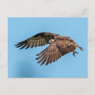 Osprey in flight at Honeymoon Island State Park Postcard