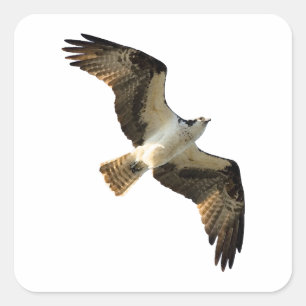Osprey in Flight Logo Square Sticker