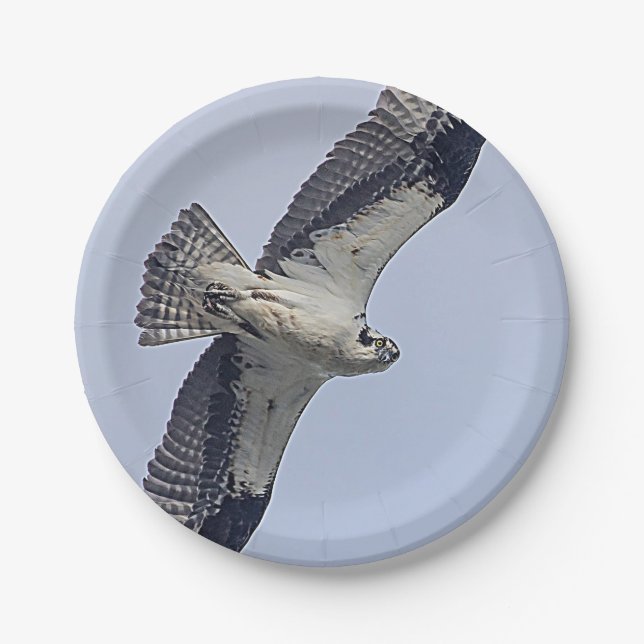 Osprey in flight paper plate (Front)