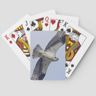 Osprey in flight playing cards