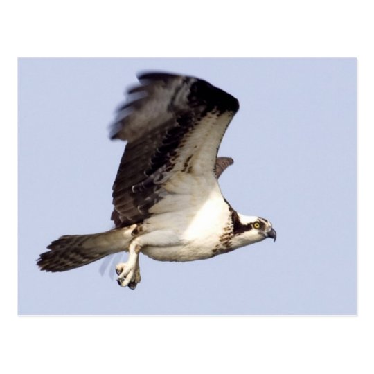 Osprey in Flight Postcard
