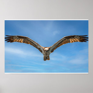 Osprey in Flight Wall Art Bird of Prey Print