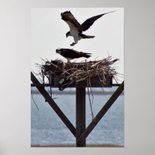 Osprey in Nest Poster