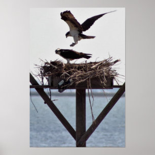 Osprey in Nest Poster