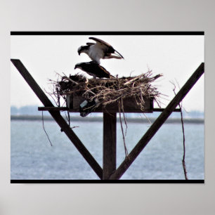 Osprey in Nest Poster