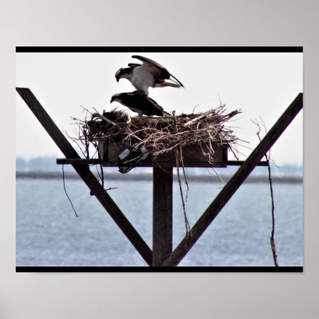Osprey in Nest Poster (Front)
