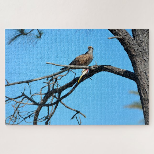 Osprey in the wild jigsaw puzzle (Horizontal)