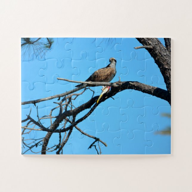 Osprey in the wild jigsaw puzzle (Horizontal)