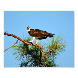 Osprey in the wild photo print