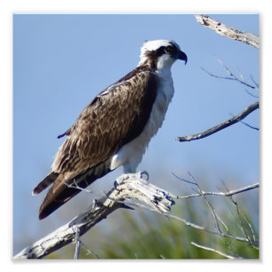 Osprey in tree At Matanzas Inlet Photo Print