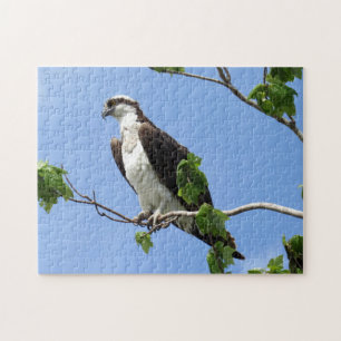Osprey In Tree - Raptor  - Bird Jigsaw Puzzle