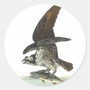 Osprey, John Audubon Classic Round Sticker
