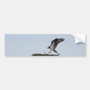 Osprey Landing Bumper Stickers