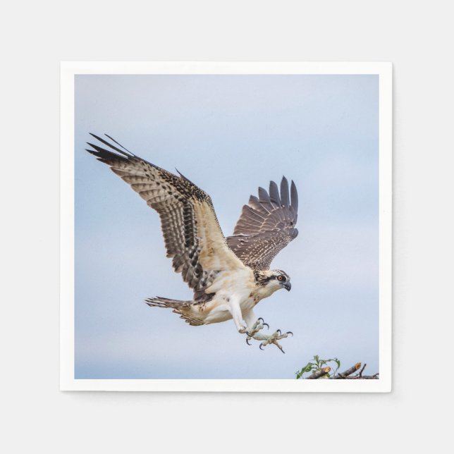Osprey landing in the nest napkin (Front)