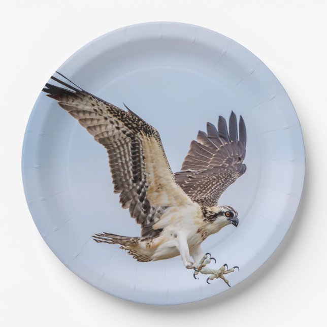 Osprey landing in the nest paper plate (Front)