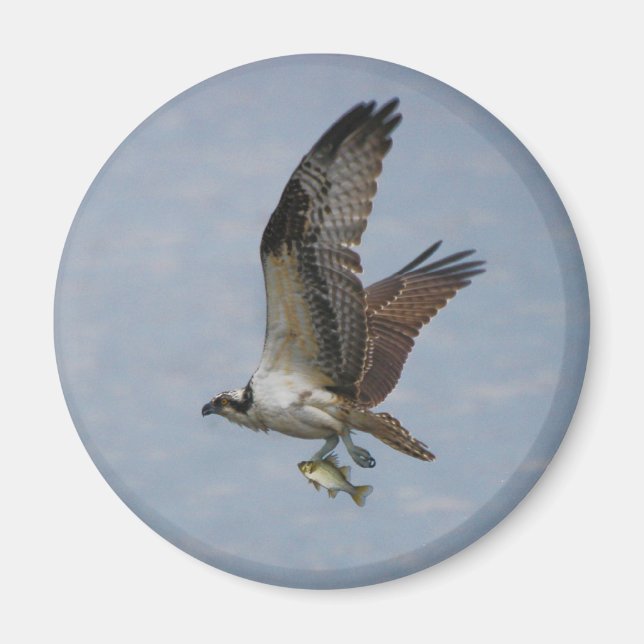 Osprey Magnet (Front)