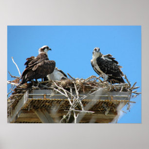 Osprey Mommy & Baby Poster