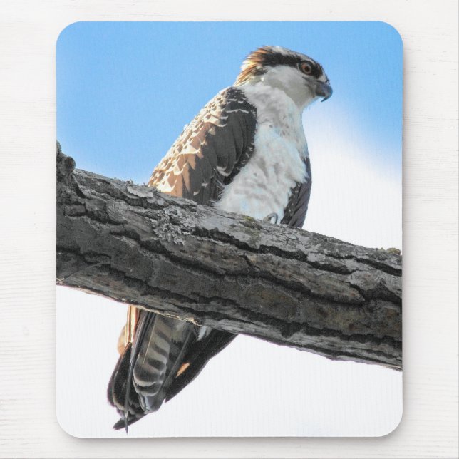 Osprey Mouse Mat (Front)