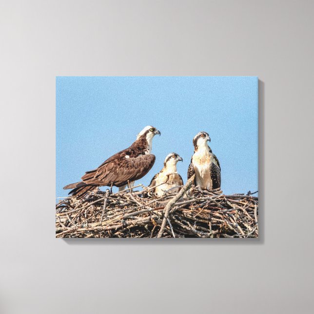 Osprey mum with her kids canvas print (Front)