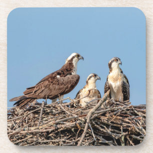 Osprey mum with her kids coaster