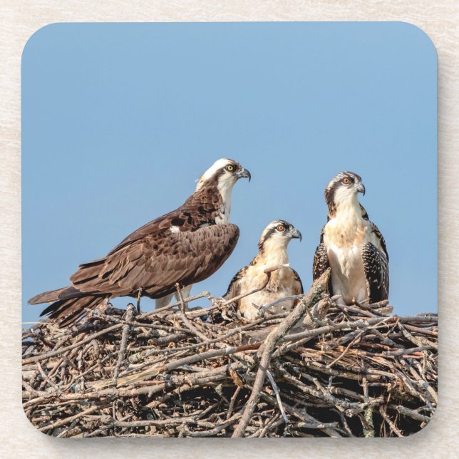 Osprey mum with her kids coaster (Front)