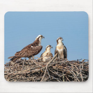 Osprey mum with her kids mouse mat