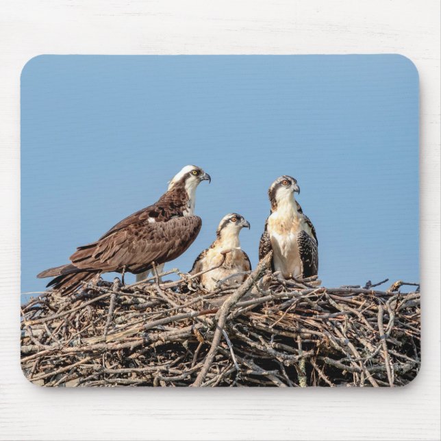 Osprey mum with her kids mouse mat (Front)
