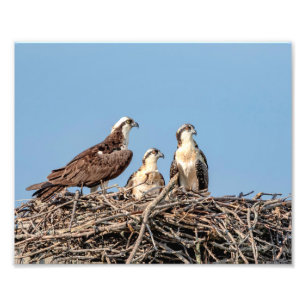 Osprey mum with her kids photo print