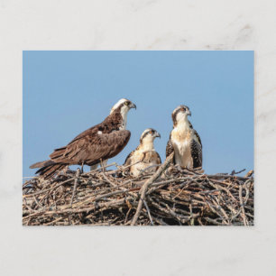 Osprey mum with her kids postcard