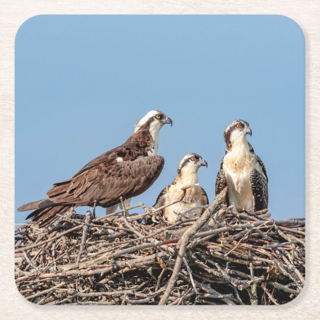 Osprey mum with her kids square paper coaster (Front)