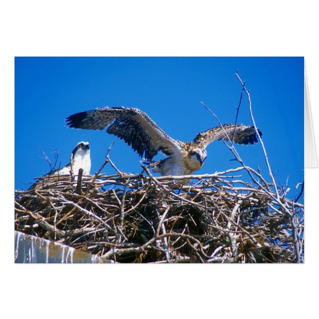 Osprey Nest (Front Horizontal)