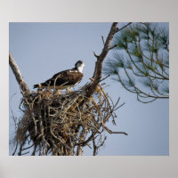 Osprey Nest