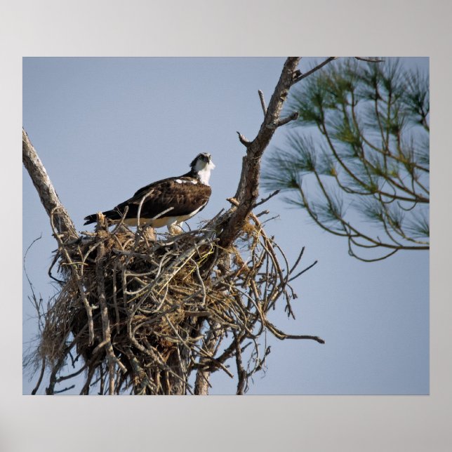 Osprey Nest Poster (Front)