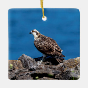 Osprey on the rocks ceramic ornament