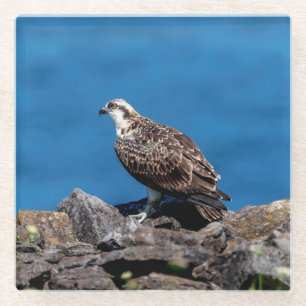 Osprey on the rocks glass coaster