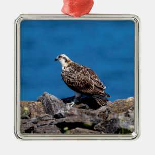 Osprey on the rocks metal tree decoration