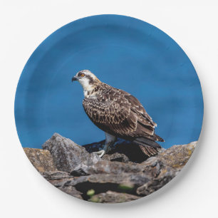 Osprey on the rocks paper plate