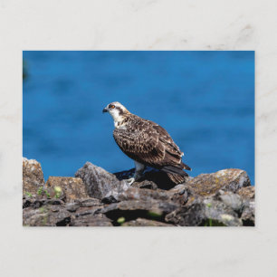 Osprey on the rocks postcard