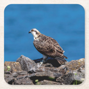 Osprey on the rocks square paper coaster