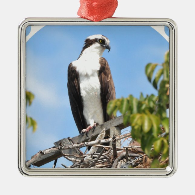 Osprey Ornament (Front)