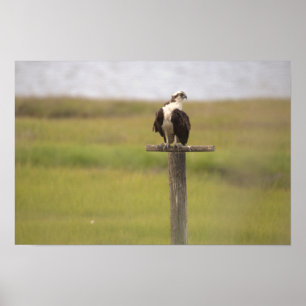 Osprey Perched Poster