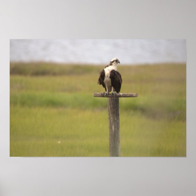 Osprey Perched  Poster  (Front)