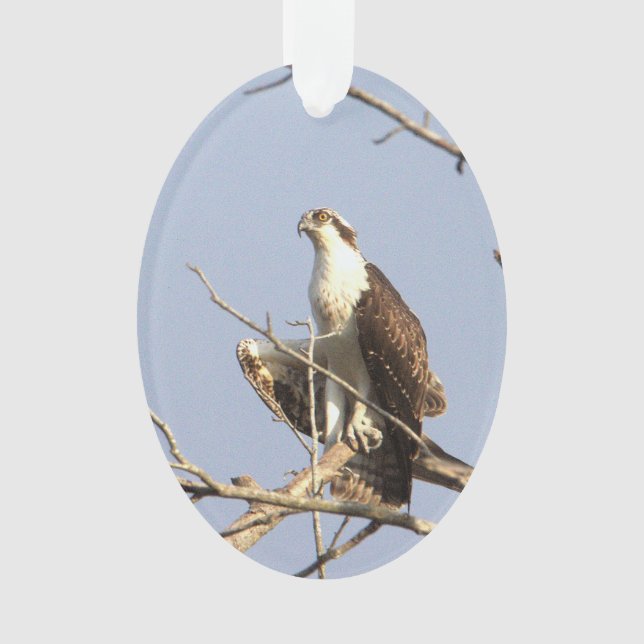 Osprey Photo Ornament  (Front)
