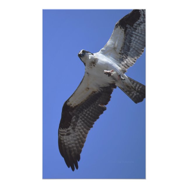 Osprey Photo Print (Front)