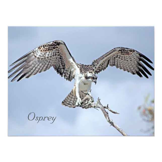 Osprey Photo Print (Front)