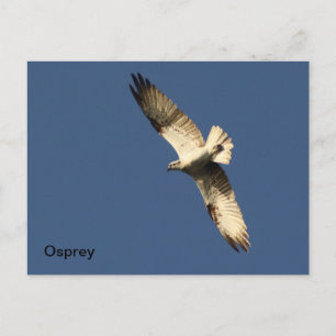 Osprey Postcard